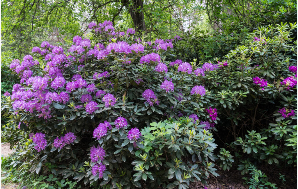 Rododendronpark Kromlau