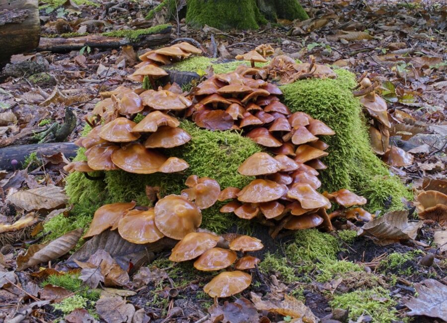 Waldpilze bei der Lindemannsruh