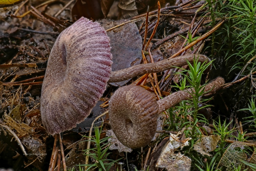 Wachenheimer Wald